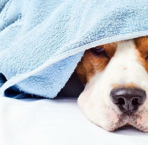Zu sehen ist Bild 1 zum Beitrag mit dem Thema: Kühlhandtuch Hund Ratgeber & Empfehlungen