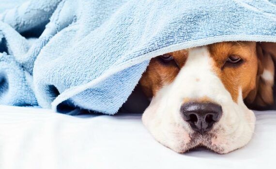 Zu sehen ist Bild 1 zum Beitrag mit dem Thema: Kühlhandtuch Hund Ratgeber & Empfehlungen